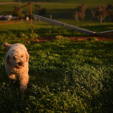 Wantana Cottage Farmstay Boorowa Luaran gambar