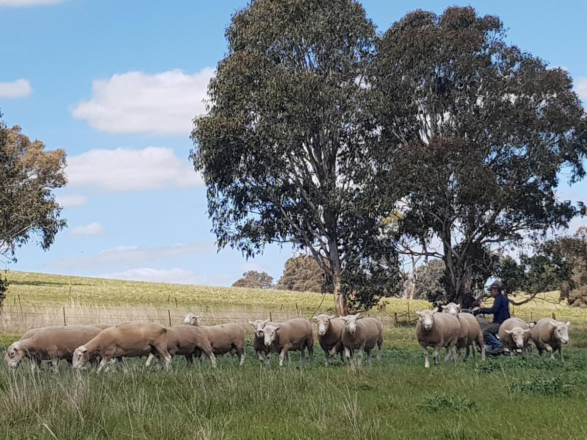 Wantana Cottage Farmstay Boorowa Luaran gambar