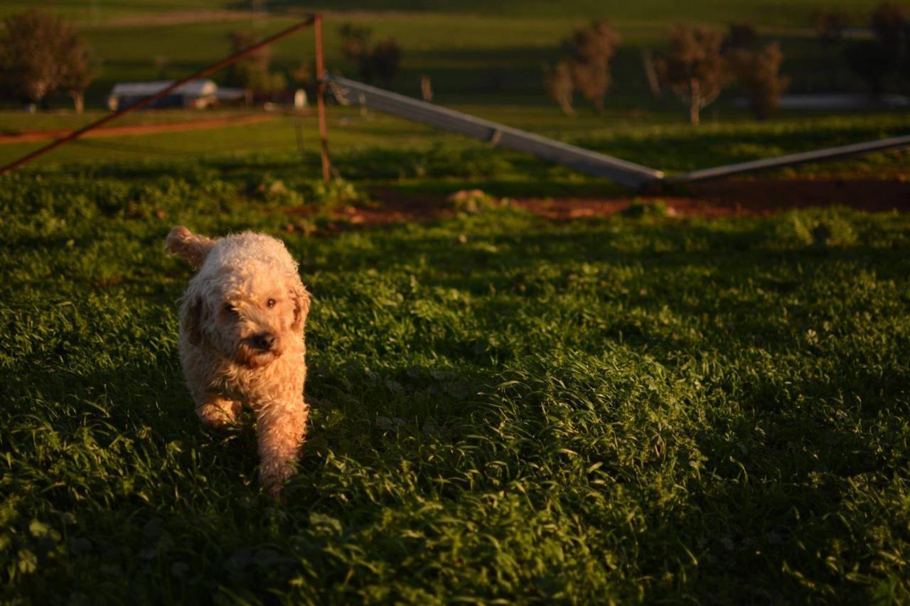 Wantana Cottage Farmstay Boorowa Luaran gambar